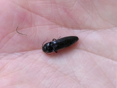 Elateridae