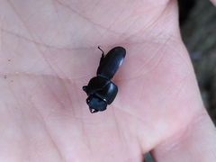 Dorcus parallelipipedus