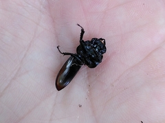 Dorcus parallelipipedus