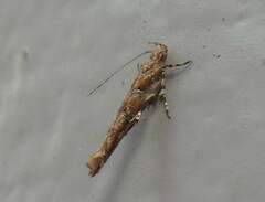 Pyroderces aellotricha