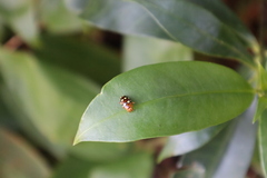 Mycotretus duodecemguttatus