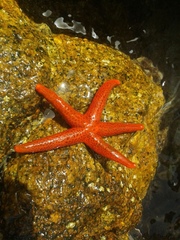 Echinasteridae