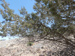 Juniperus coahuilensis