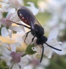 Sphecodes