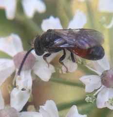 Sphecodes