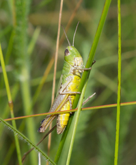 Pseudochorthippus parallelus