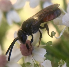 Sphecodes