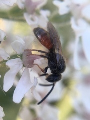 Sphecodes