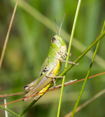 Pseudochorthippus parallelus