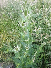 Dipsacus fullonum