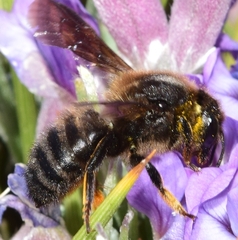 Megachile parietina