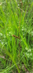 Carex binervis