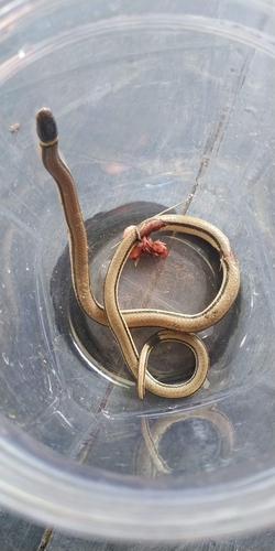 Dumeril's Diadem Snake, Phalotris lemniscatus