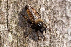 Laphria flava