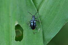 Lema concinnipennis
