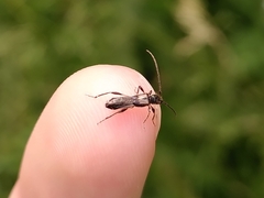 Molorchus umbellatarum