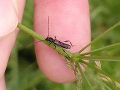 Molorchus umbellatarum