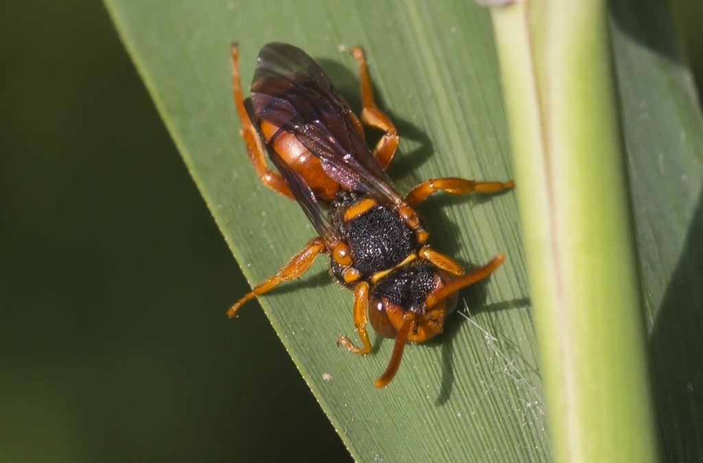 Nomada fenestrata
