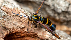 Synanthedon conopiformis