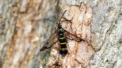 Synanthedon conopiformis