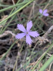 Dianthus charidemi