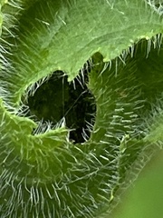 Meteorinae