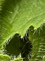 Meteorinae