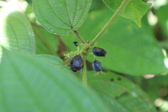 Miconia heteroclita