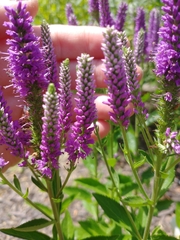 Hyssopus officinalis