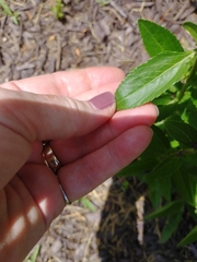 Hyssopus officinalis