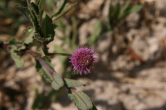 Sphaeranthus