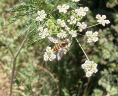 Meliscaeva cinctella