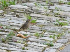 Phoenicurus ochruros