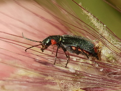 Clanoptilus assimilis