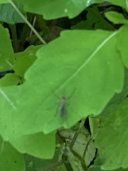 Aedes canadensis