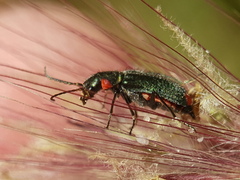 Clanoptilus assimilis