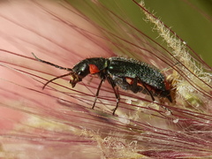 Clanoptilus assimilis