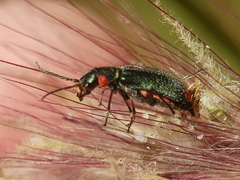 Clanoptilus assimilis