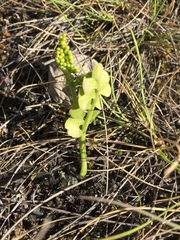 Botrychium yaaxudakeit