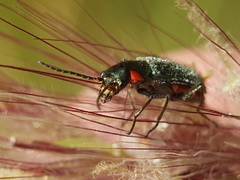 Clanoptilus assimilis