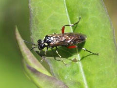 Macrophya punctumalbum
