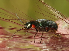 Clanoptilus assimilis