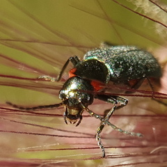 Clanoptilus assimilis