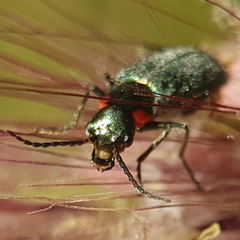 Clanoptilus assimilis
