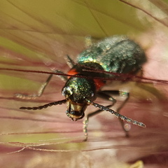 Clanoptilus assimilis