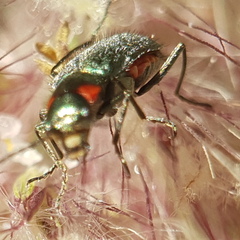 Clanoptilus assimilis