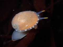 Limneria prolongata