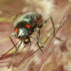 Clanoptilus assimilis