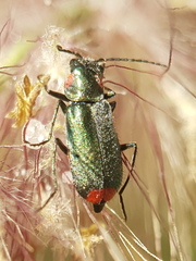 Clanoptilus assimilis