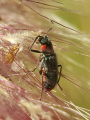 Clanoptilus assimilis